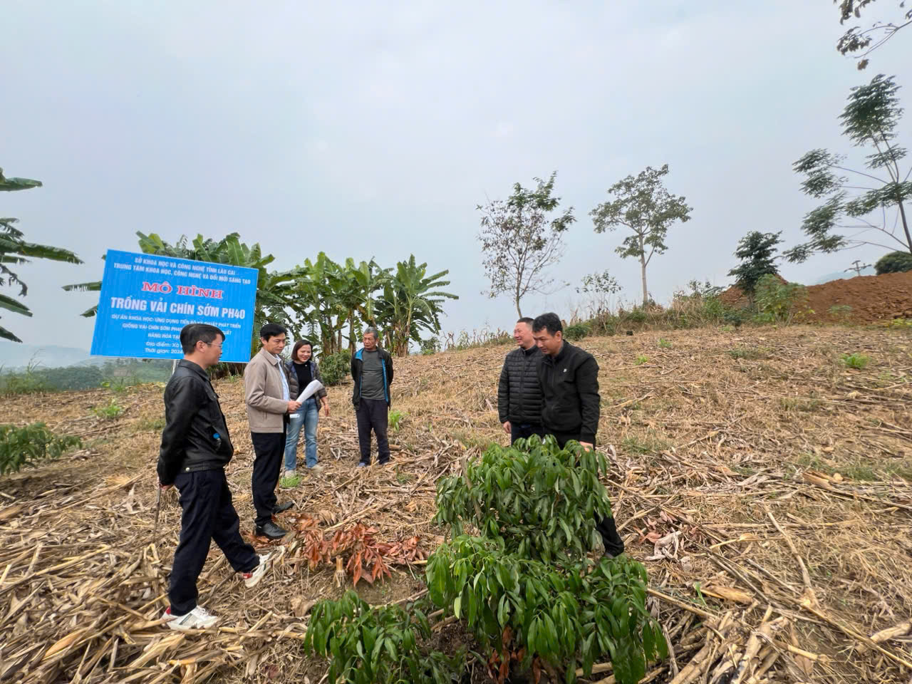 Những ưu điểm nổi trội của giống vải chín sớm PH40